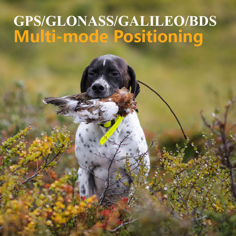 글로벌 GPS 애완동물 추적기 실시간 위치 추적 방수  - Outdoor Hunting Dog Supply 리뷰 및 가격